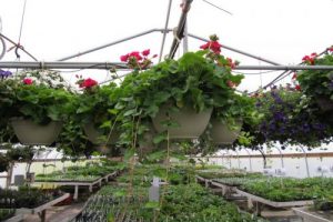 IMG_0007_1JPG-Optimized-Image