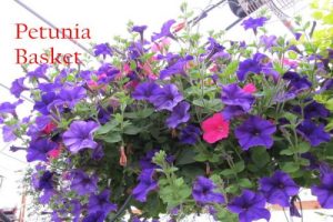 IMG_0018JPG-Optimized-Image