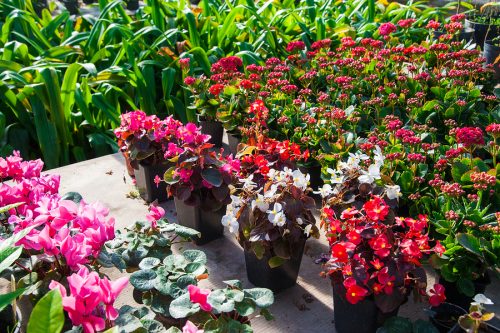 Greenhouse with a variety of plants and flowers